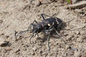 Attēlu rezultāti vaicājumam “Cicindela sylvatica imago”