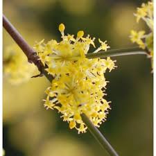 Attēlu rezultāti vaicājumam “Cornus mas flower”