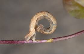 Attēlu rezultāti vaicājumam “Idaea seriata”