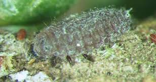 Attēlu rezultāti vaicājumam “Adelges laricis nymph”