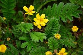 Attēlu rezultāti vaicājumam “Argentina anserina flower”