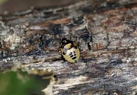 Attēlu rezultāti vaicājumam “Tritomegas bicolor nymph”