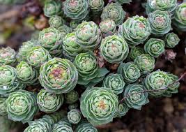 Attēlu rezultāti vaicājumam “Rhodiola rosea”