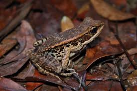 Attēlu rezultāti vaicājumam “Ranidae”