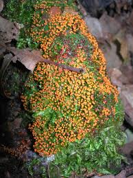 Attēlu rezultāti vaicājumam “Lycogala asperum macro”