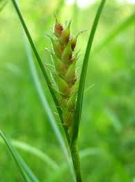 Attēlu rezultāti vaicājumam “Carex hirta”