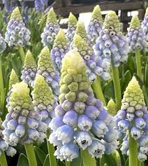 Attēlu rezultāti vaicājumam “Muscari armeniacum flower”