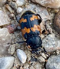 Attēlu rezultāti vaicājumam “Nicrophorus investigator imago”