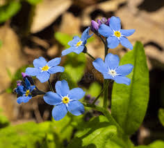 Attēlu rezultāti vaicājumam “Myosotis sylvatica flower”
