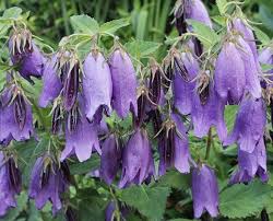 Image result for Campanula strigosa