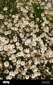 Attēlu rezultāti vaicājumam “Plantago uniflora flower”