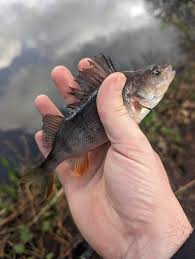 Image result for Bollington & Royal Oak Angling Society