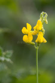 Attēlu rezultāti vaicājumam “Lathyrus pratensis flower”