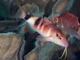 Image result for Parupeneus trifasciatus