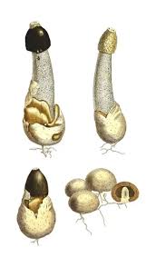 Attēlu rezultāti vaicājumam “Phallus impudicus”