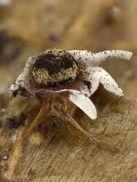 Attēlu rezultāti vaicājumam “Diderma radiatum”