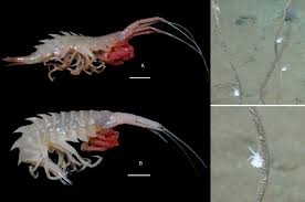 Attēlu rezultāti vaicājumam “Amphipoda”