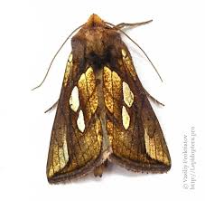 Attēlu rezultāti vaicājumam “Plusia festucae”