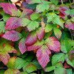 Attēlu rezultāti vaicājumam “Rubus caesius”