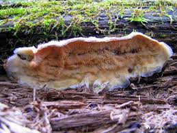 Attēlu rezultāti vaicājumam “Phlebia tremellosa”