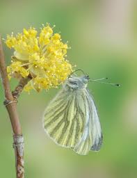 Attēlu rezultāti vaicājumam “Pieris napi underside”