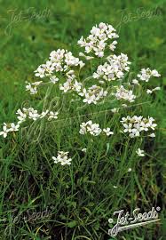 Attēlu rezultāti vaicājumam “Cardamine pratensis flower”