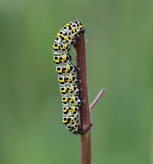 Attēlu rezultāti vaicājumam “Cucullia verbasci”