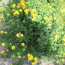 Attēlu rezultāti vaicājumam “Hypericum maculatum”