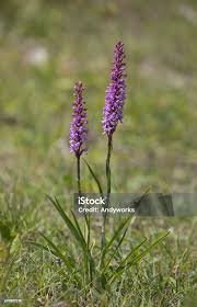 Attēlu rezultāti vaicājumam “Gymnadenia conopsea flower”