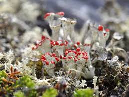 Attēlu rezultāti vaicājumam “Cladonia coccifera”
