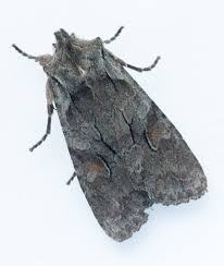 Attēlu rezultāti vaicājumam “Lithophane furcifera”