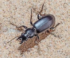 Attēlu rezultāti vaicājumam “Broscus cephalotes”