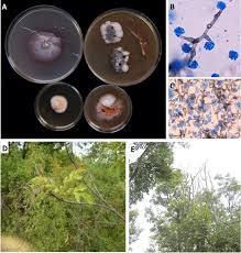 Attēlu rezultāti vaicājumam “Hymenoscyphus fraxineus”