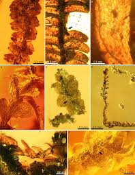Attēlu rezultāti vaicājumam “Fossombronia foveolata sporophyte”