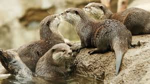 Image result for Cults Otters Amateur Swimming Club