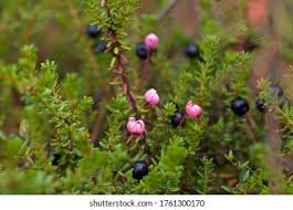Attēlu rezultāti vaicājumam “Empetrum nigrum flower”