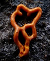 Attēlu rezultāti vaicājumam “Hemitrichia chrysospora spores”