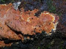 Attēlu rezultāti vaicājumam “Ceriporiopsis aneirina”