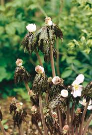 Attēlu rezultāti vaicājumam “Podophyllum hexandrum flower”
