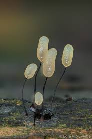 Attēlu rezultāti vaicājumam “Comatricha sp.”