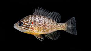 Image result for Lepomis gibbosus