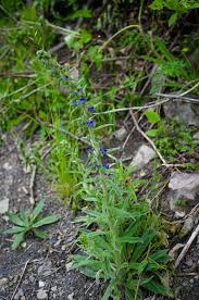 Attēlu rezultāti vaicājumam “Echium vulgare bud”