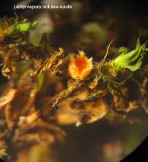 Attēlu rezultāti vaicājumam “Lamprospora tortulae-ruralis”