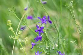 Attēlu rezultāti vaicājumam “Consolida regalis flower”
