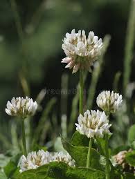 Attēlu rezultāti vaicājumam “Trifolium repens flower”
