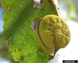 Attēlu rezultāti vaicājumam “Cimbex femoratus larva”