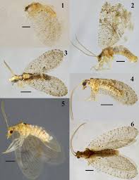 Attēlu rezultāti vaicājumam “Hemerobiidae”