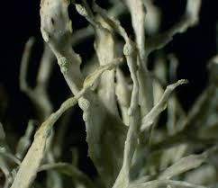 Attēlu rezultāti vaicājumam “Ramalina farinacea”