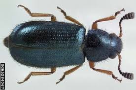 Attēlu rezultāti vaicājumam “Necrobia violacea”