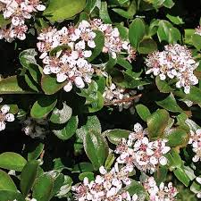 Attēlu rezultāti vaicājumam “Aronia melanocarpa flower”